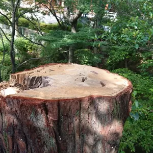 樹の小口カバーです 西宮 伊丹 芦屋 雨除け 板金カバーのサムネイル
